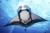 A giant pacific manta ray, Socorro Island, Mexico. Poster Print by Brook Peterson/Stocktrek Images - Item # VARPSTBRP400273U