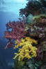 Colorful soft corals adorn the wreckage of the Shinkoku Maru. Poster Print by Brook Peterson/Stocktrek Images - Item # VARPSTBRP400283U