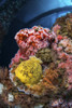 Noble dorid and Corynactus, Pacific Ocean. Poster Print by Brook Peterson/Stocktrek Images - Item # VARPSTBRP400289U