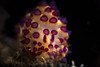 Janolus nudibranch, Anilao, Philippines. Poster Print by Brook Peterson/Stocktrek Images - Item # VARPSTBRP400315U