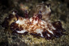 Nudibranch, face-on view, Anilao, Philippines. Poster Print by Brook Peterson/Stocktrek Images - Item # VARPSTBRP400327U