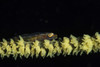 Goby on a whip coral, Anilao, Philippines. Poster Print by Brook Peterson/Stocktrek Images - Item # VARPSTBRP400329U