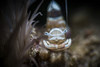 Glass shrimp on a tube anemone, Anilao, Philippines. Poster Print by Brook Peterson/Stocktrek Images - Item # VARPSTBRP400340U Glass shrimp on a tube anemone, Anilao, Philippines. Poster Print by Brook Peterson/Stocktrek Images - Item # VARPSTBRP400340U