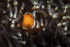 Anemone clownfish, Anilao, Philippines. Poster Print by Brook Peterson/Stocktrek Images - Item # VARPSTBRP400345U