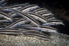 Striped catfish swim in schools feeding one in front of the other. Poster Print by Brook Peterson/Stocktrek Images (17 x - Item # VARPSTBRP400350U