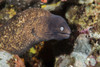 A small moray eel living on a coral reef. Poster Print by Brook Peterson/Stocktrek Images - Item # VARPSTBRP400355U