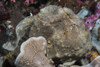 A giant frogfish sitting on a sponge, Anilao, Philippines. Poster Print by Brook Peterson/Stocktrek Images - Item # VARPSTBRP400356U