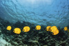 A school of masked butterfly fish in the Red Sea. Poster Print by Brook Peterson/Stocktrek Images - Item # VARPSTBRP400359U