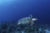 A hawksbill turtle on Sharks Reef in the Red Sea. Poster Print by Brook Peterson/Stocktrek Images - Item # VARPSTBRP400361U