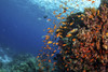 Anthias fish swarm over a coral bommie in the Red Sea. Poster Print by Brook Peterson/Stocktrek Images - Item # VARPSTBRP400362U