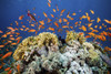 Anthias fish colonize a coral reef in the Red Sea, Egypt. Poster Print by Brook Peterson/Stocktrek Images - Item # VARPSTBRP400390U