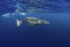 A juvenile humpback whale at the surface. Poster Print by Brook Peterson/Stocktrek Images - Item # VARPSTBRP400402U