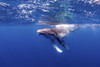 A young humpback whale plays on the surface. Poster Print by Brook Peterson/Stocktrek Images - Item # VARPSTBRP400406U