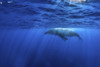 A humpback whale plays on the surface. Poster Print by Brook Peterson/Stocktrek Images - Item # VARPSTBRP400410U