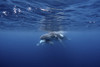 A humpback whale and her calf rest on the surface. Poster Print by Brook Peterson/Stocktrek Images - Item # VARPSTBRP400415U