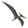 Pteranodon flying reptile. Poster Print by Corey Ford/Stocktrek Images - Item # VARPSTCFR200970P