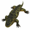 Eryops on white background. Poster Print by Corey Ford/Stocktrek Images - Item # VARPSTCFR601026P