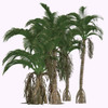 Verschaffeltia splendida tree. Poster Print by Corey Ford/Stocktrek Images - Item # VARPSTCFR601041P
