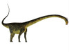 Barosaurus dinosaur, side profile. Poster Print by Corey Ford/Stocktrek Images - Item # VARPSTCFR601061P