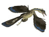 Archaeopteryx reptile in flight. Poster Print by Corey Ford/Stocktrek Images - Item # VARPSTCFR601099P