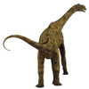 Atlasaurus dinosaur, rear view. Poster Print by Corey Ford/Stocktrek Images - Item # VARPSTCFR601105P