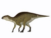 Brachylophosaurus dinosaur, white background. Poster Print by Corey Ford/Stocktrek Images - Item # VARPSTCFR601112P