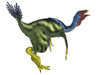 Caudipteryx dinosaur, white background. Poster Print by Corey Ford/Stocktrek Images - Item # VARPSTCFR601128P