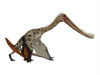 Pterodaustro pterosaur on white background. Poster Print by Corey Ford/Stocktrek Images - Item # VARPSTCFR601180P
