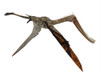 Pterodaustro pterosaur. Poster Print by Corey Ford/Stocktrek Images - Item # VARPSTCFR601182P