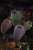 A colorful bouquet of tunicates grows on the seafloor of Lembeh Strait, Indonesia. Poster Print by Ethan Daniels/Stocktr - Item # VARPSTETH401403U