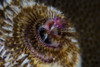 Detail of the tentacles of a Christmas tree worm. Poster Print by Ethan Daniels/Stocktrek Images - Item # VARPSTETH401416U