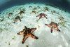 Colorful chocolate chip sea stars lay on the shallow sandy seafloor of Raja Ampat. Poster Print by Ethan Daniels/Stocktr - Item # VARPSTETH401431U