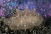 A Halgerda batangas nudibranch. Poster Print by Ethan Daniels/Stocktrek Images - Item # VARPSTETH401452U