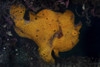 A painted frogfish sits on the volcanic seafloor. Poster Print by Ethan Daniels/Stocktrek Images - Item # VARPSTETH401462U