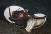 A coconut octopus clings to shells on the seafloor. Poster Print by Ethan Daniels/Stocktrek Images - Item # VARPSTETH401470U