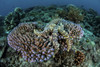 A warty sea star clings to a coral colony in the Banda Sea of eastern Indonesia. Poster Print by Ethan Daniels/Stocktrek - Item # VARPSTETH401482U