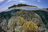 A beautiful coral reef grows near an island in the Banda Sea, Indonesia. Poster Print by Ethan Daniels/Stocktrek Images - Item # VARPSTETH401511U