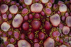 Detail of a warty starfish on the seafloor of Lembeh Strait, Indonesia. Poster Print by Ethan Daniels/Stocktrek Images ( - Item # VARPSTETH401515U