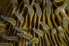 Detail of the tentacles on a mushroom coral. Poster Print by Ethan Daniels/Stocktrek Images - Item # VARPSTETH401518U