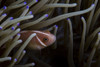A pink anemonefish swims among the tentacles of its host anemone. Poster Print by Ethan Daniels/Stocktrek Images (17 x 1 - Item # VARPSTETH401537U