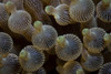 Detail of the colorful tentacles on a Entacmaea quadricolor bulbed anemone. Poster Print by Ethan Daniels/Stocktrek Imag - Item # VARPSTETH401558U