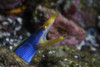 A Rhinomuraena quaesita ribbon eel living on a diverse coral reef. Poster Print by Ethan Daniels/Stocktrek Images (17 x - Item # VARPSTETH401563U