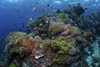 A beautiful coral reef thrives in Alor, Indonesia. Poster Print by Ethan Daniels/Stocktrek Images - Item # VARPSTETH401572U