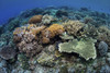 A beautiful coral reef thrives in the shallows of Alor, Indonesia. Poster Print by Ethan Daniels/Stocktrek Images (17 x - Item # VARPSTETH401577U