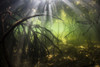 Beams of sunlight filter through the canopy of a mangrove forest. Poster Print by Ethan Daniels/Stocktrek Images (17 x 1 - Item # VARPSTETH401592U