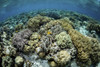 A beautiful coral reef thrives in Wakatobi National Park, Indonesia. Poster Print by Ethan Daniels/Stocktrek Images (17 - Item # VARPSTETH401627U