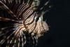 A Pterois volitan lionfish. Poster Print by Ethan Daniels/Stocktrek Images - Item # VARPSTETH401635U