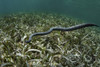 An unidentified sea snake hunts in a shallow seagrass meadow. Poster Print by Ethan Daniels/Stocktrek Images - Item # VARPSTETH401651U