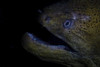 A giant moray eel hunts for prey. Poster Print by Ethan Daniels/Stocktrek Images - Item # VARPSTETH401652U