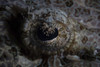 Detail of the eye of a large crocodilefish. Poster Print by Ethan Daniels/Stocktrek Images - Item # VARPSTETH401654U